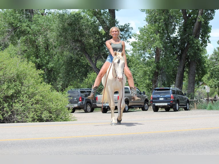 Tennessee Walking Horse Wallach 2 Jahre 147 cm Cremello in Fort Collins
