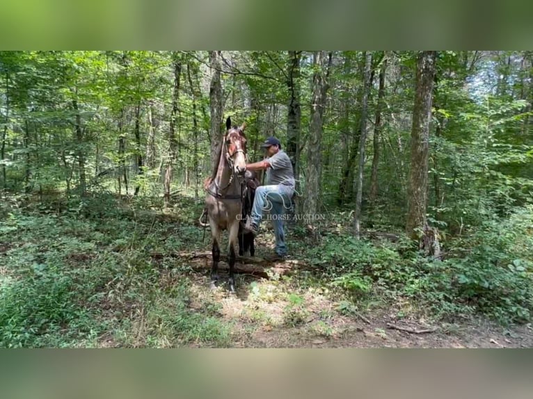 Tennessee Walking Horse Wallach 2 Jahre 152 cm Rotbrauner in Lewisburg