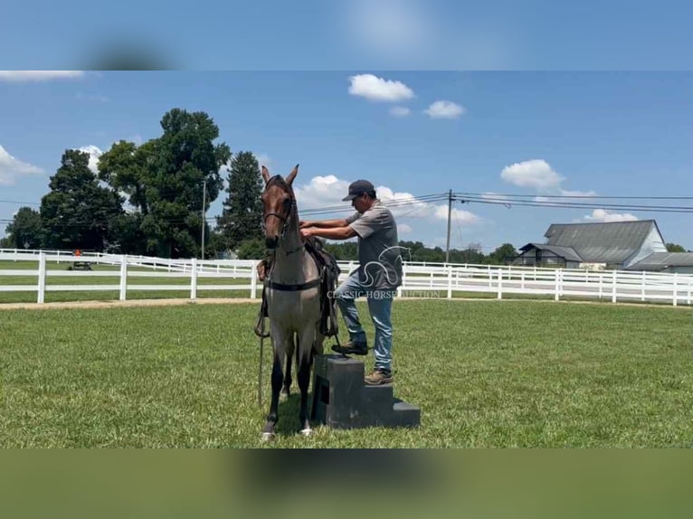 Tennessee Walking Horse Wallach 2 Jahre 152 cm Rotbrauner in Lewisburg