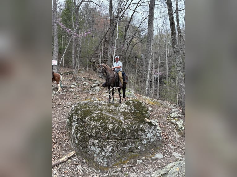 Tennessee Walking Horse Wallach 2 Jahre 152 cm Schimmel in Lewisburg, TN