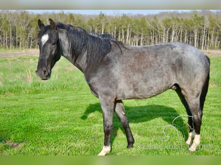 Tennessee Walking Horse Wallach 3 Jahre 142 cm in Park Hills, MO