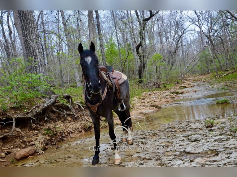 Tennessee Walking Horse Wallach 3 Jahre 142 cm in Park Hills, MO