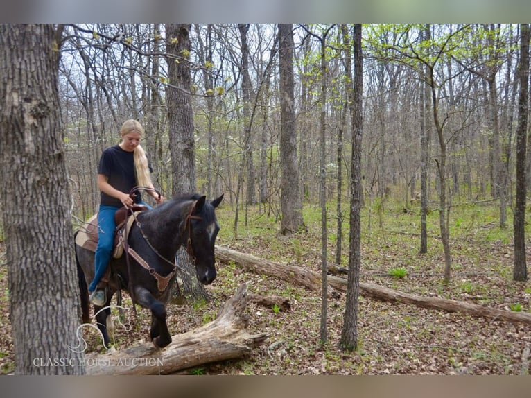 Tennessee Walking Horse Wallach 3 Jahre 142 cm in Park Hills, MO