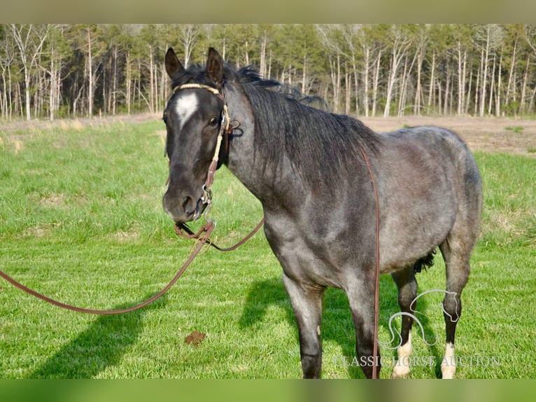 Tennessee Walking Horse Wallach 3 Jahre 142 cm in Park Hills, MO