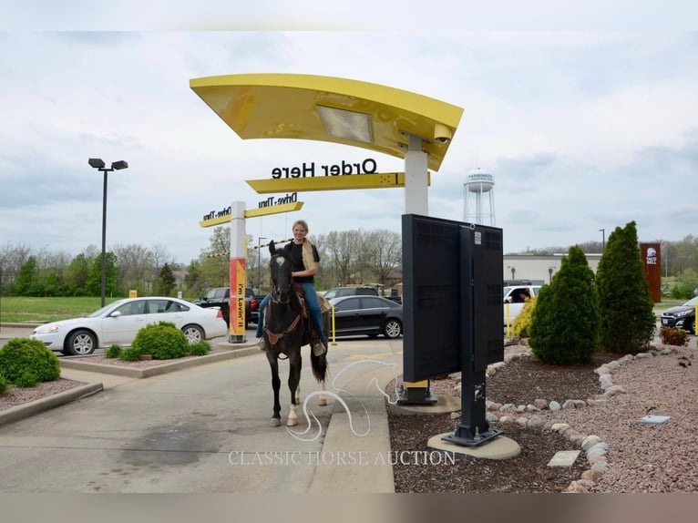 Tennessee Walking Horse Wallach 3 Jahre 142 cm in Park Hills, MO