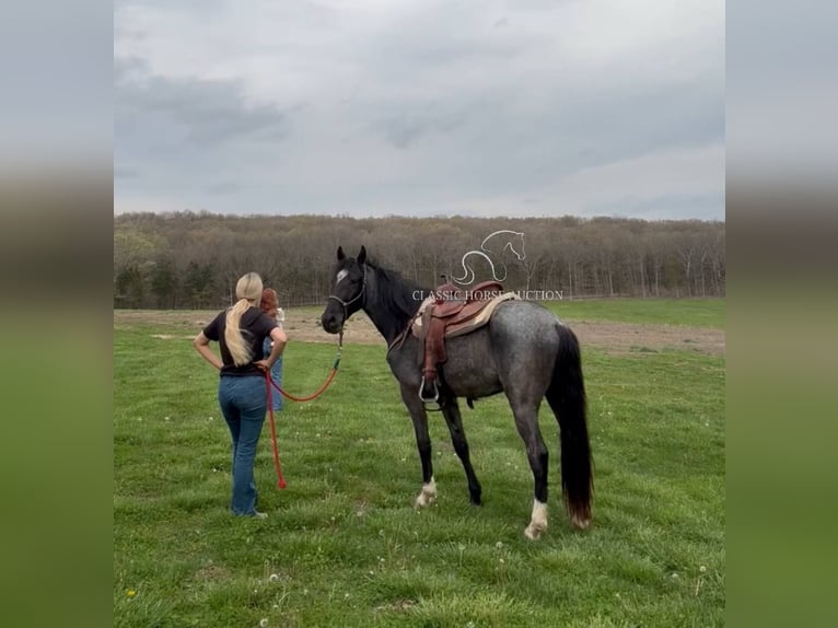Tennessee Walking Horse Wallach 3 Jahre 142 cm in Park Hills, MO