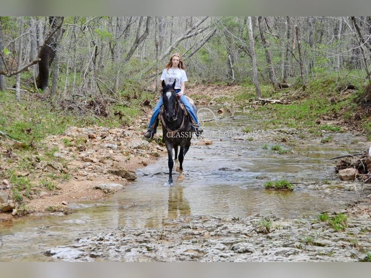 Tennessee Walking Horse Wallach 3 Jahre 142 cm in Park Hills, MO