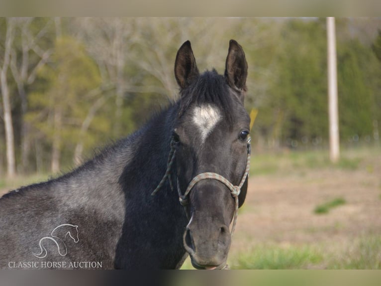 Tennessee Walking Horse Wallach 3 Jahre 142 cm in Park Hills, MO