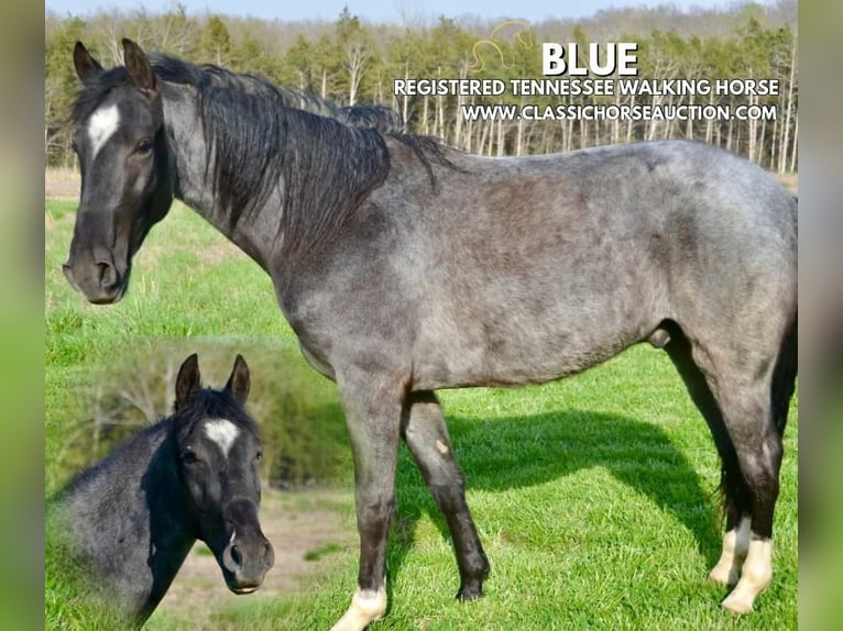 Tennessee Walking Horse Wallach 3 Jahre 142 cm in Park Hills, MO