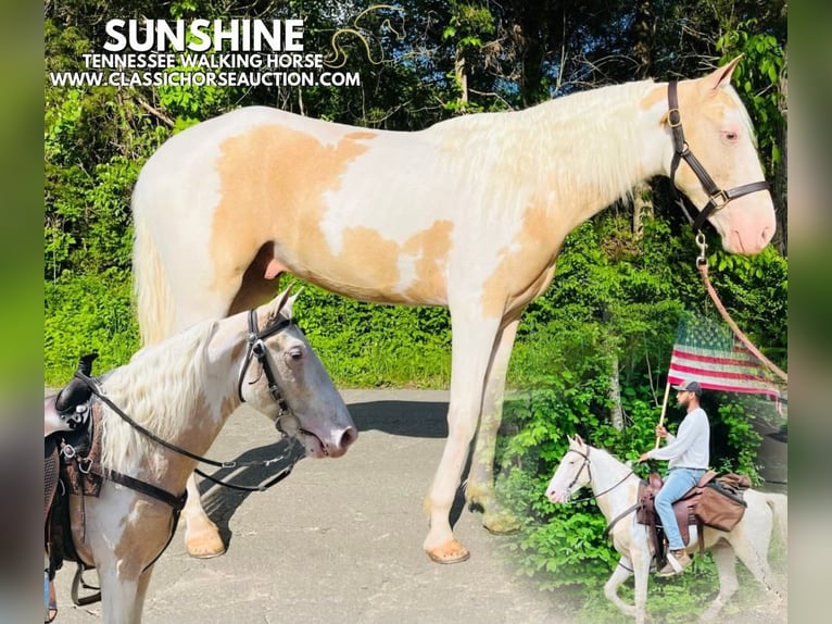 Tennessee Walking Horse Wallach 3 Jahre 142 cm Palomino in Tompkinsville, TN