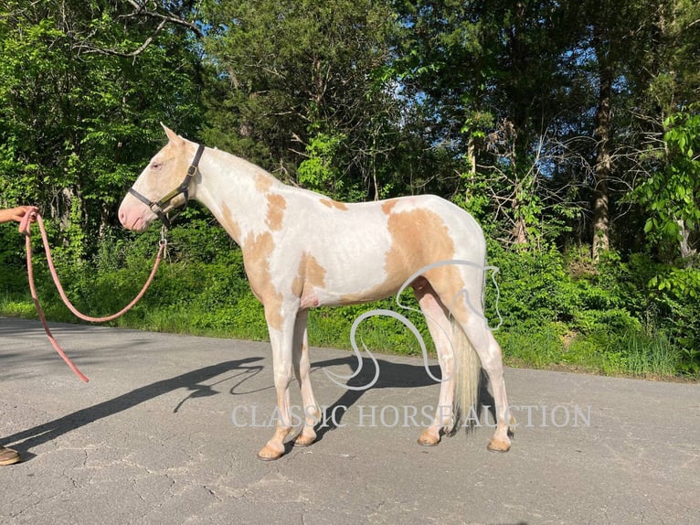 Tennessee Walking Horse Wallach 3 Jahre 142 cm Palomino in Tompkinsville, TN