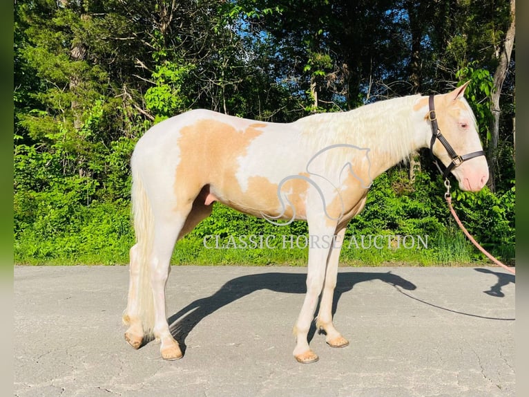 Tennessee Walking Horse Wallach 3 Jahre 142 cm Palomino in Tompkinsville, TN