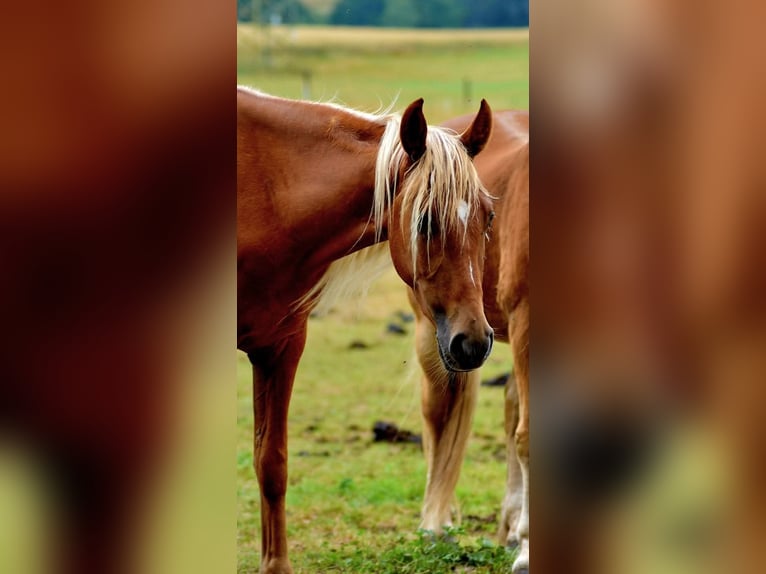 Tennessee Walking Horse Wallach 3 Jahre 148 cm Fuchs in Helvesiek