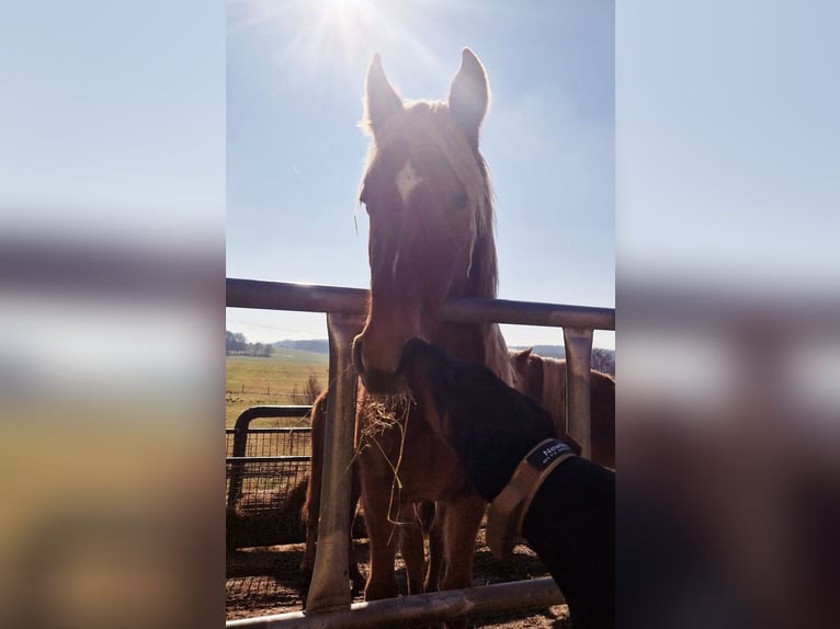 Tennessee Walking Horse Wallach 3 Jahre 150 cm Fuchs in Dipperz