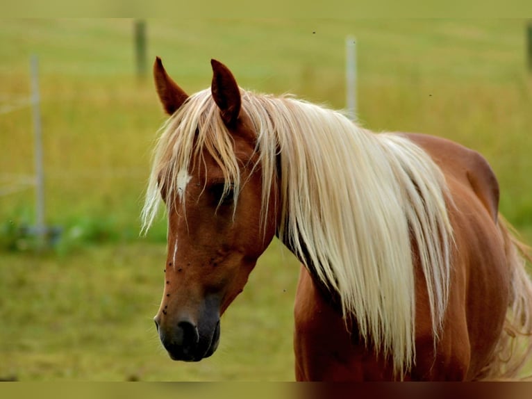 Tennessee Walking Horse Wallach 3 Jahre 150 cm Fuchs in Dipperz