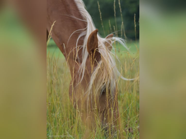 Tennessee Walking Horse Wallach 3 Jahre 150 cm Fuchs in Dipperz