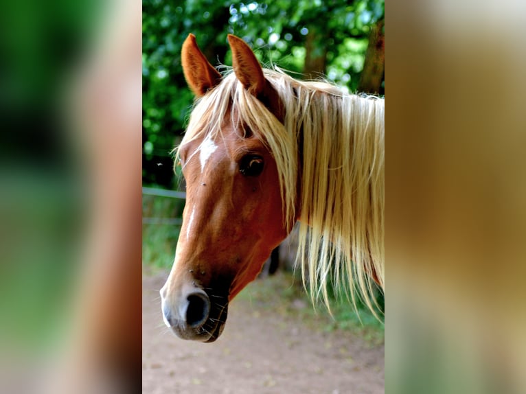 Tennessee Walking Horse Wallach 3 Jahre 150 cm Fuchs in Dipperz