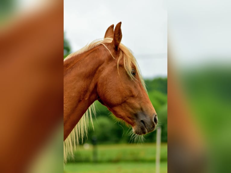 Tennessee Walking Horse Wallach 3 Jahre 150 cm Fuchs in Dipperz