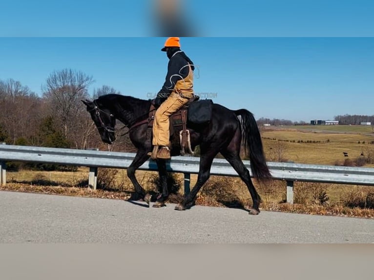 Tennessee Walking Horse Wallach 3 Jahre 152 cm in Tompkinsville, KY