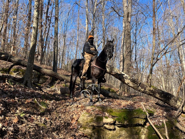 Tennessee Walking Horse Wallach 3 Jahre 152 cm in Tompkinsville, KY