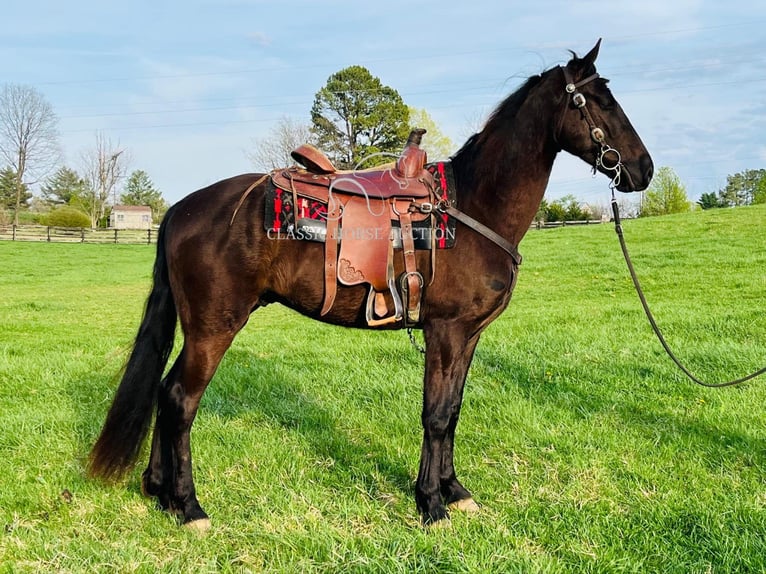 Tennessee Walking Horse Wallach 3 Jahre 152 cm in Tompkinsville, KY