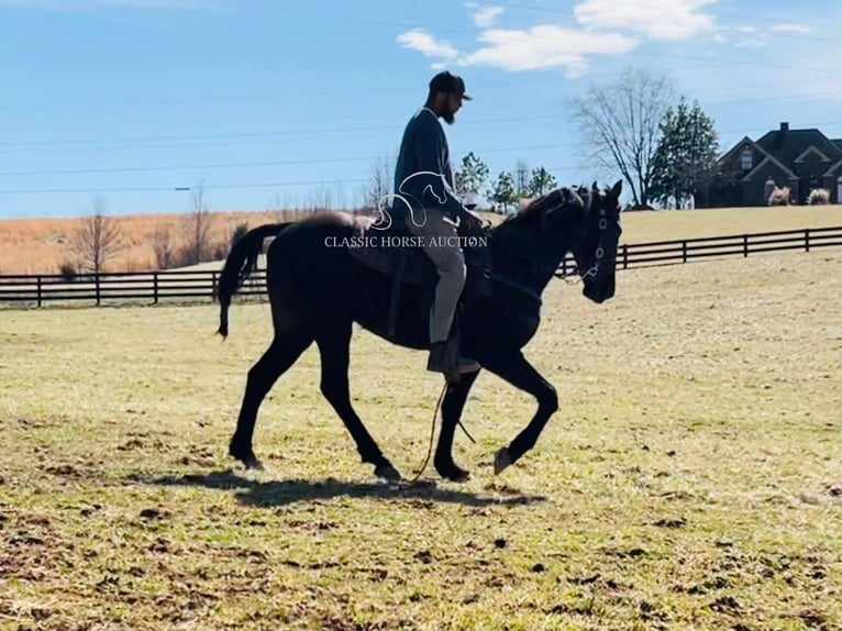 Tennessee Walking Horse Wallach 3 Jahre 152 cm in Tompkinsville, KY