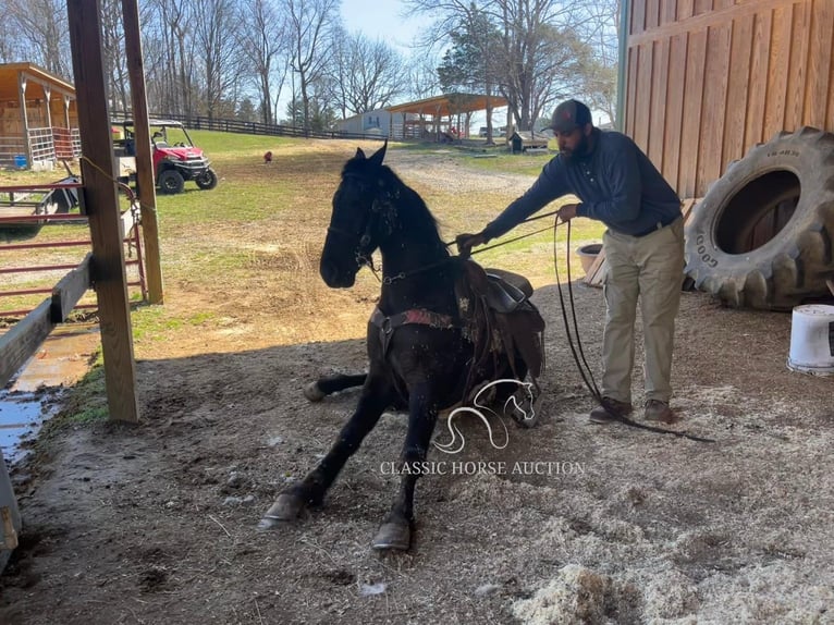 Tennessee Walking Horse Wallach 3 Jahre 152 cm in Tompkinsville, KY