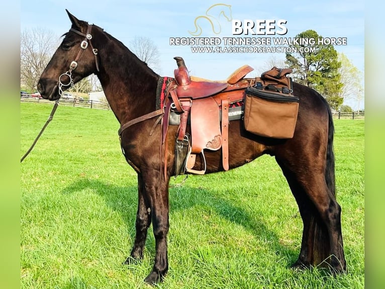 Tennessee Walking Horse Wallach 3 Jahre 152 cm in Tompkinsville, KY