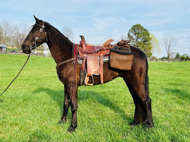 Tennessee Walking Horse Wallach 3 Jahre 152 cm in Tompkinsville, KY