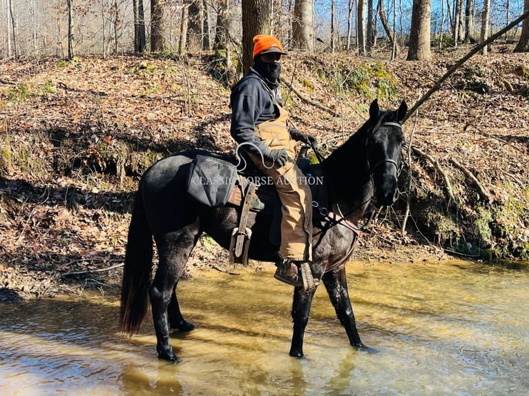 Tennessee Walking Horse Wallach 3 Jahre 152 cm in Tompkinsville, KY