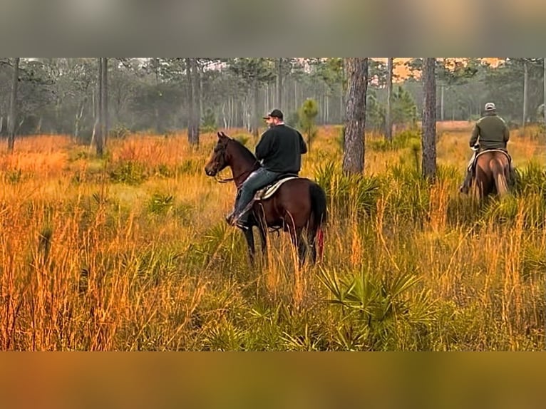 Tennessee Walking Horse Wallach 3 Jahre 152 cm Rotbrauner in Lynnville