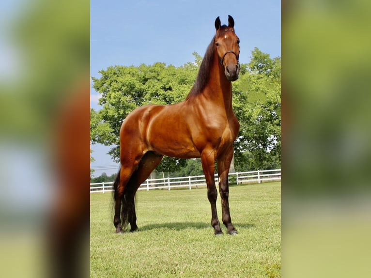 Tennessee Walking Horse Wallach 3 Jahre 152 cm Rotbrauner in Lynnville