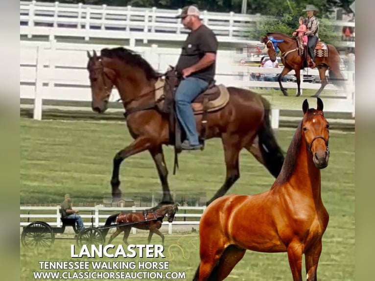 Tennessee Walking Horse Wallach 3 Jahre 152 cm Rotbrauner in Lynnville