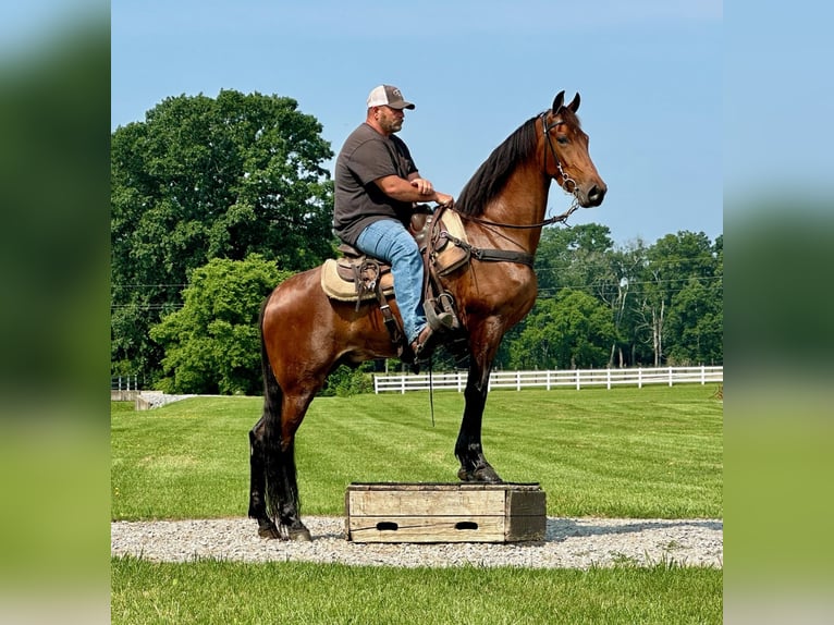 Tennessee Walking Horse Wallach 3 Jahre 152 cm Rotbrauner in Lynnville