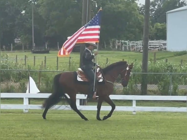 Tennessee Walking Horse Wallach 3 Jahre 152 cm Rotbrauner in Lynnville