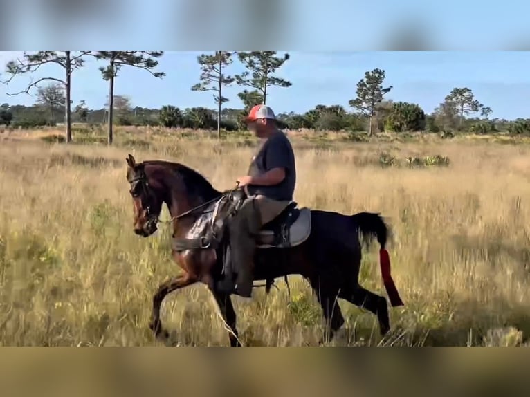 Tennessee Walking Horse Wallach 3 Jahre 152 cm Rotbrauner in Lynnville