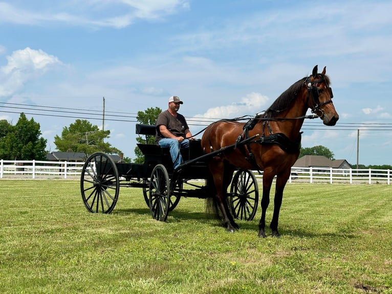 Tennessee Walking Horse Wallach 3 Jahre 152 cm Rotbrauner in Lynnville