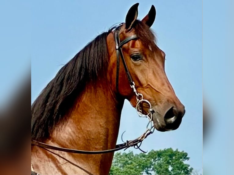 Tennessee Walking Horse Wallach 3 Jahre 152 cm Rotbrauner in Lynnville