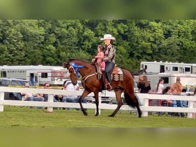 Tennessee Walking Horse Wallach 3 Jahre 152 cm Rotbrauner in Lynnville