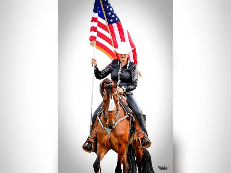 Tennessee Walking Horse Wallach 3 Jahre 152 cm Rotbrauner in Lynnville