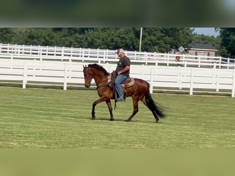 Tennessee Walking Horse Wallach 3 Jahre 152 cm Rotbrauner in Lynnville