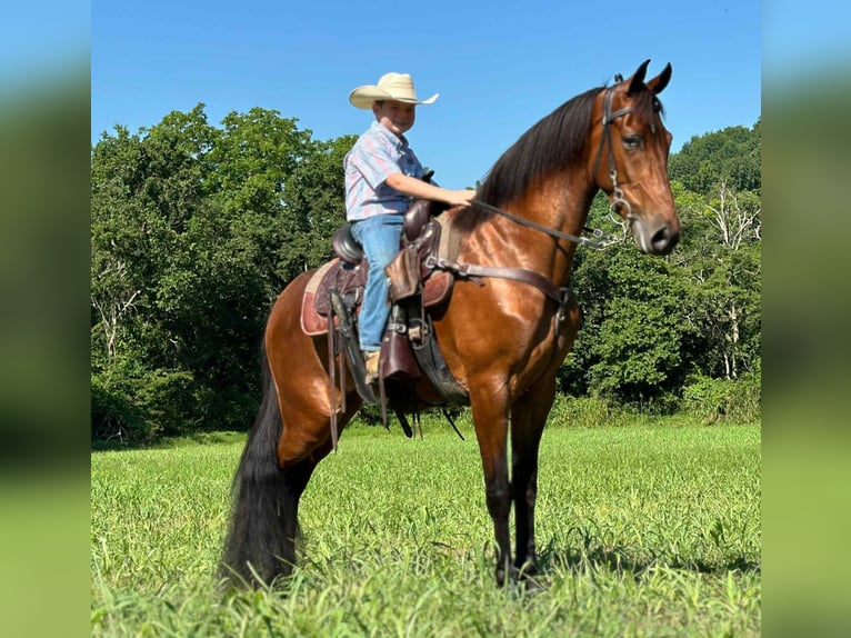 Tennessee Walking Horse Wallach 3 Jahre 152 cm Rotbrauner in Lewisburg