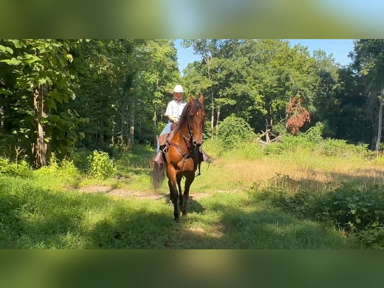 Tennessee Walking Horse Wallach 3 Jahre 152 cm Rotbrauner in Lewisburg