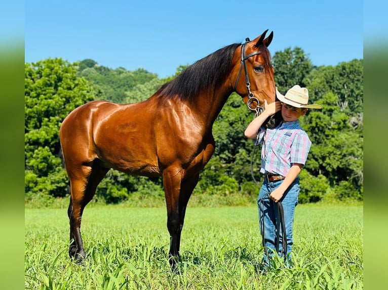 Tennessee Walking Horse Wallach 3 Jahre 152 cm Rotbrauner in Lewisburg