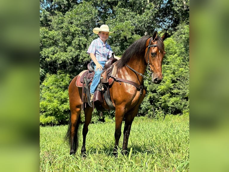 Tennessee Walking Horse Wallach 3 Jahre 152 cm Rotbrauner in Lewisburg