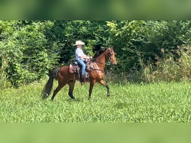 Tennessee Walking Horse Wallach 3 Jahre 152 cm Rotbrauner in Lewisburg