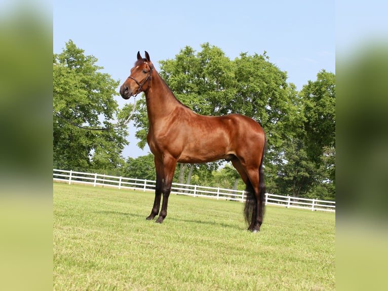 Tennessee Walking Horse Wallach 3 Jahre 152 cm Rotbrauner in Lewisburg