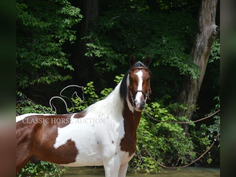 Tennessee Walking Horse Wallach 3 Jahre 152 cm Rotbrauner in Hustonville, KY