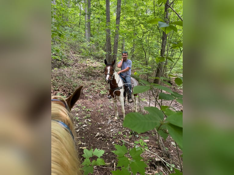 Tennessee Walking Horse Wallach 3 Jahre 152 cm Rotbrauner in Hustonville, KY