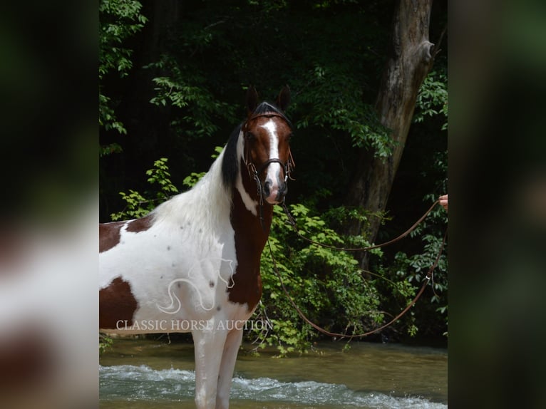 Tennessee Walking Horse Wallach 3 Jahre 152 cm Rotbrauner in Hustonville, KY